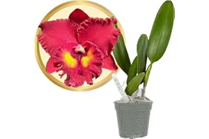 Better-Gro Cattleya Hybrid RLC. Shinfong Unique ‘Tian Mu’, 4" Live Plant, Blooms in 6-12 Months with Proper Care, Deep Red Blooms, Hand-Selected by Master Growers
