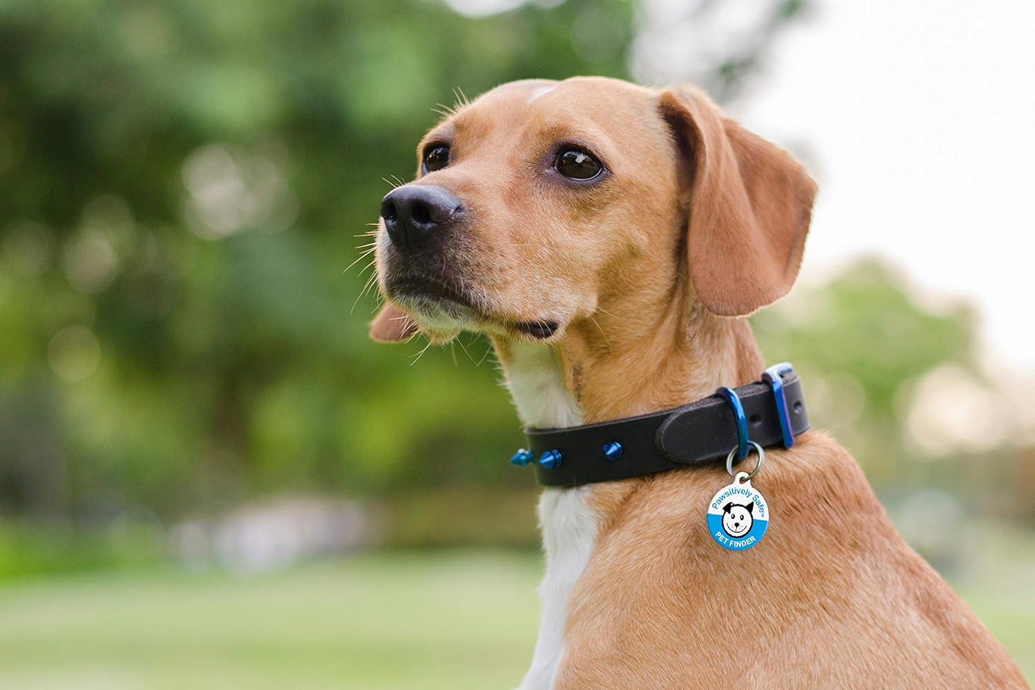 How to find a petfinder id number