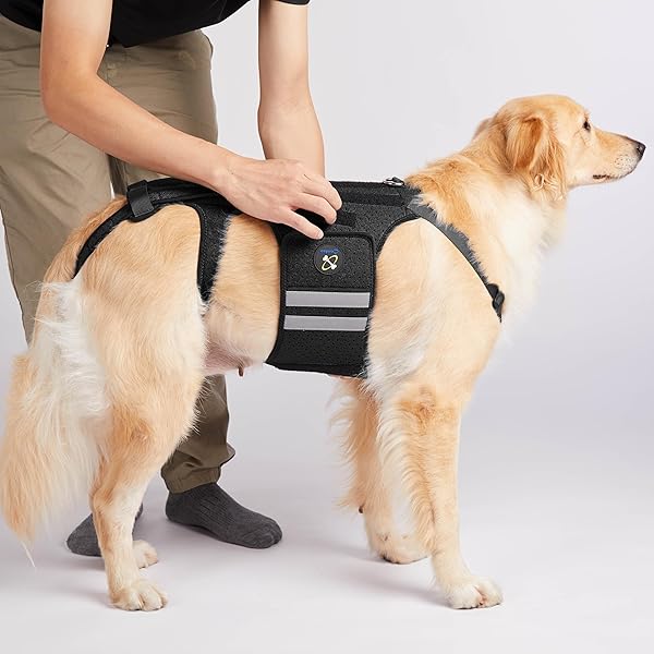COODEO DOG BACK BRACE FOR DOGS ARTHRITIS, PET BACK BRACER FOR IVDD, BACK PROTECTOR HELPS PAIN RELIEF, SURGICAL RECOVERY AND REHABILITATION, DOGS BACK DISEASE PREVENTION. (BLACK,X-LARGE)