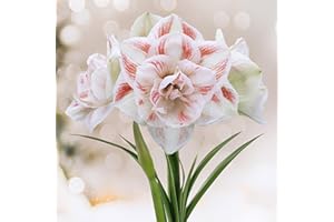 GSB GARDEN STATE BULB Garden State Bulb Galaxy Nymph Double Amaryllis Flower Bulb, 26/28cm, Holiday Blooms! (Bag of 1)