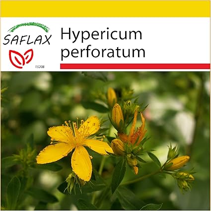 Saflax Anzucht Set Heilpflanzen Johanniskraut 300 Samen Hypericum Perforatum Amazon De Garten