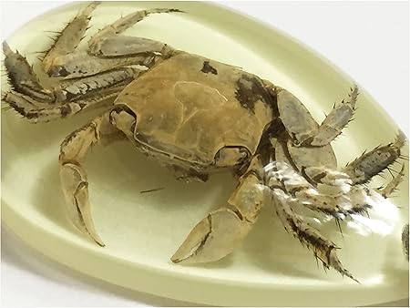 Amazon カニ キーホルダー 本物 蟹 水産 カニ1 アニメ 萌えグッズ 通販