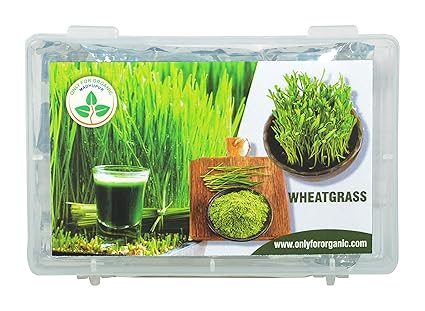 Only for Organic ! Hybrid Wheat Grass Seeds : 1000 Seeds.