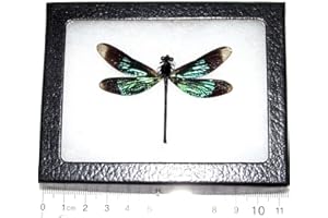 BicBugs Calopteryx Virgo Real Framed Green Black Dragonfly DAMSELFLY Indonesia