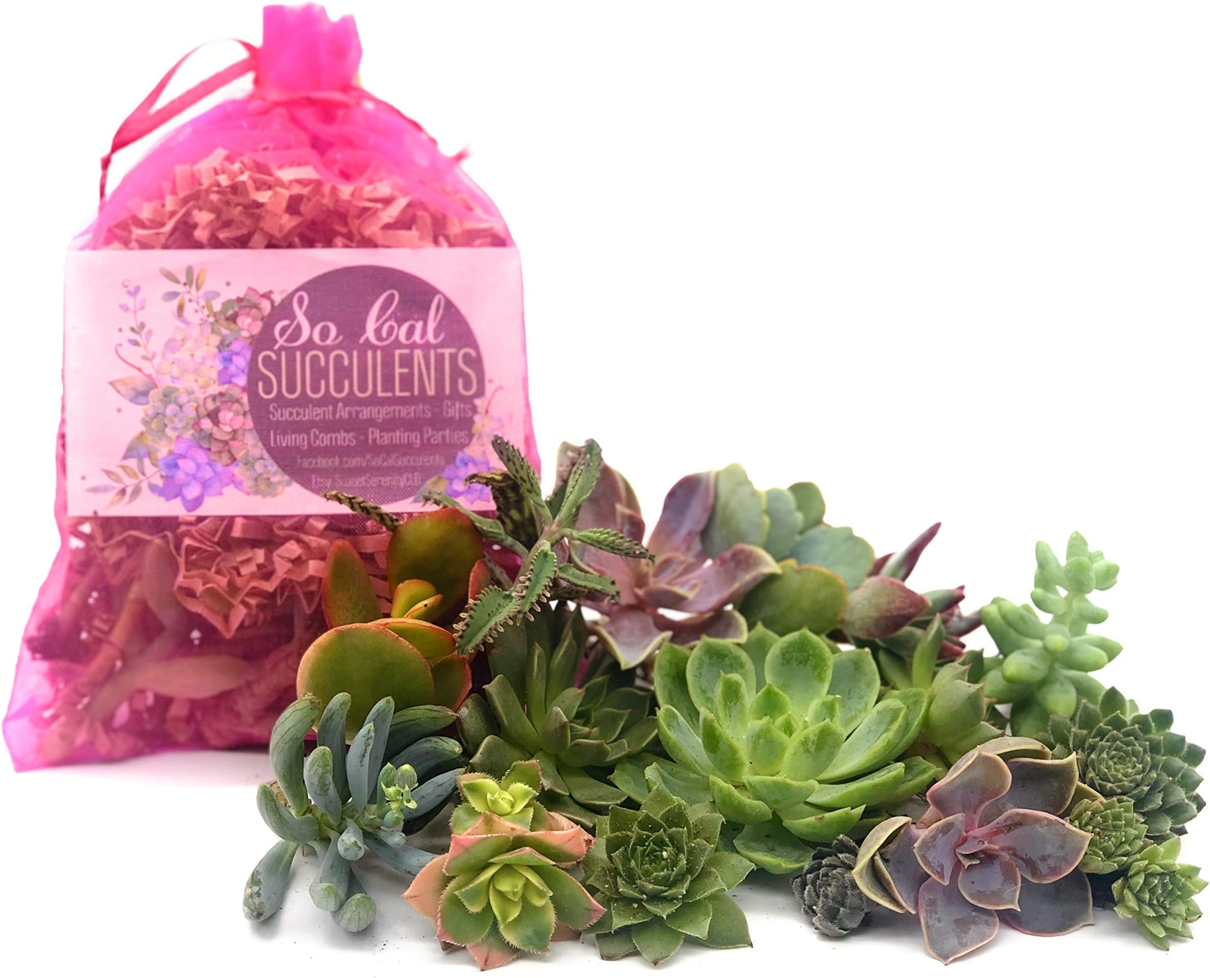 10 Real Succulent Cuttings - Assorted and Colorful Succulent Cuttings and Fairy Succulents by SoCal Succulents