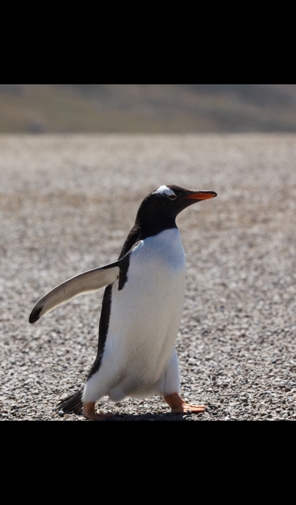 gentoo penguin Wallpaper – HD Wallpapers of gentoo penguins!: Amazon
