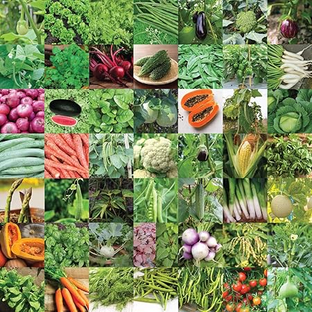 Pyramid Seeds Indian Vegetable Seeds Bank For Home Garden 50 Varieties - 2255 Seeds
