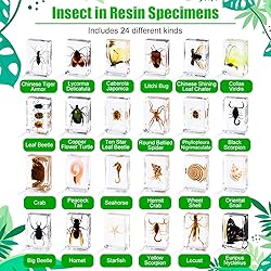 24 Styles Insect in Resin Specimen, Bugs Collection