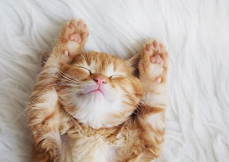 Dv Posters A1 Chaton Sommeil Mignon Dart Daffiche Imprimer 60 X 90cm 180gsm Cat Lover 13113 Cadeau