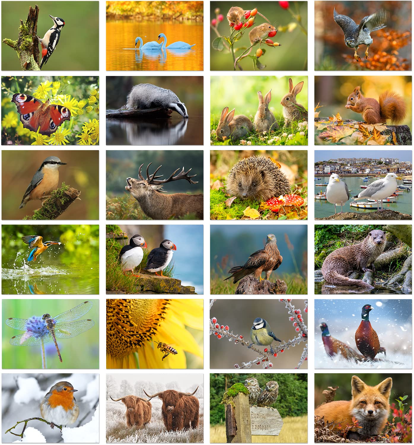 Olivia Samuel 24 x British Wildlife Greeting Cards Blank from A great value Multipack, Eco Friendly and Designed and Printed in the UK
