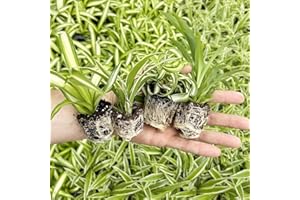 AUGUST BREEZE FARM Spider Plant Variety Pack - 4 Spider Plants Live House Plants - Ocean, Hawaiian, Green, Bonnie Curly - Perfect for Home Garden & Office Decor - Ideal for Indoor Air Quality & Easy to Care
