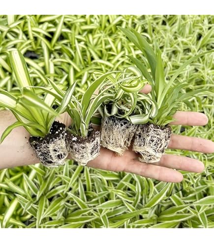 Amazon.com : Tradescantia Pistachio White Plant Easy Care Air