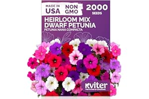 KVITER 2,000 Mix Dwarf Petunia Seeds for Planting Flowers (Nana Compacta) — Mini Petunia Flower Seeds, Annual, Organic & Non GMO — Beds, Hanging Baskets, Containers, Outdoor & Indoor Garden