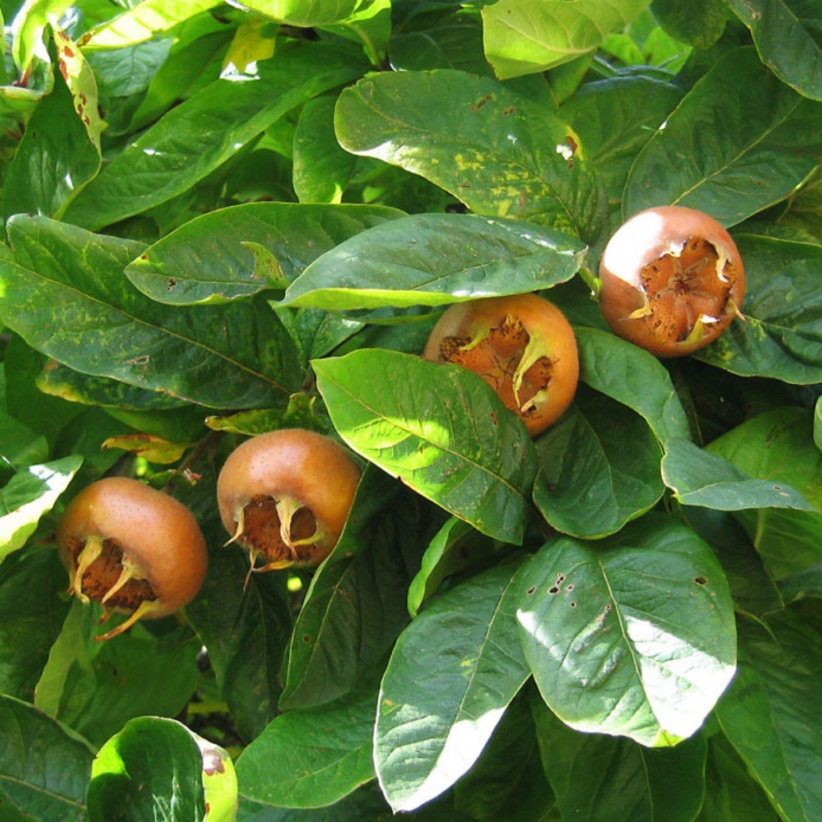 MEDLAR Mespilus Germanica 5 SEEDS
