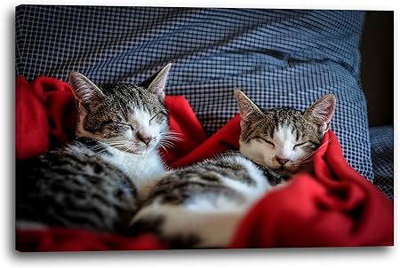 Printed Paintings Leinwand 60x40cm Schlafende Katzen Cats Cute
