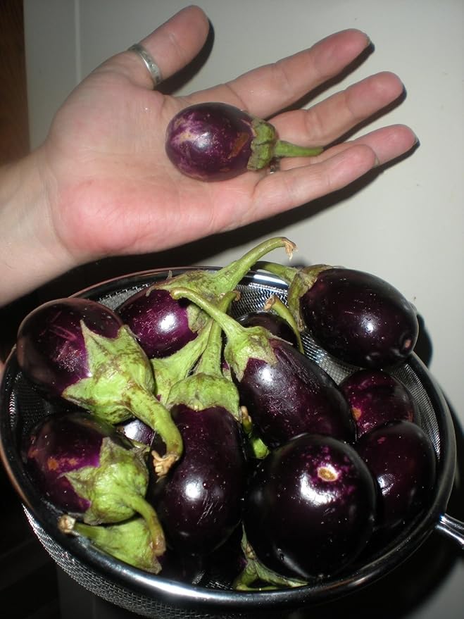 Ratna Eggplant HEIRLOOM 20 Seeds MINI Eggplants! Comb. S/H