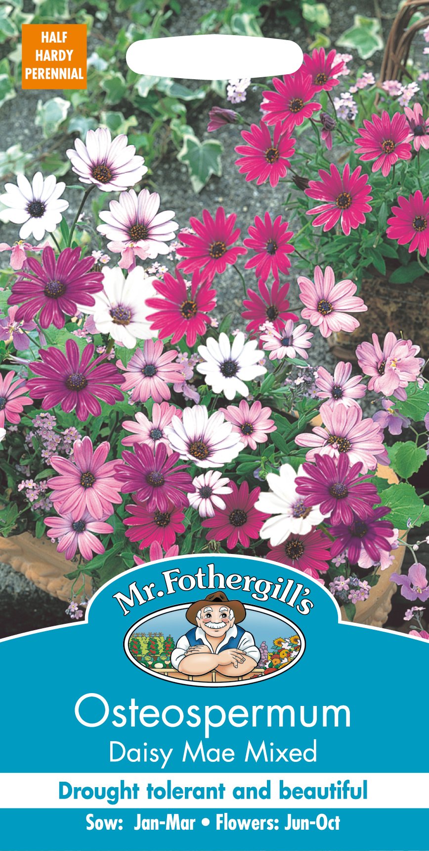 Mr Fothergill's 13177 OSTEOSPERMUM Daisy Mae Mixed