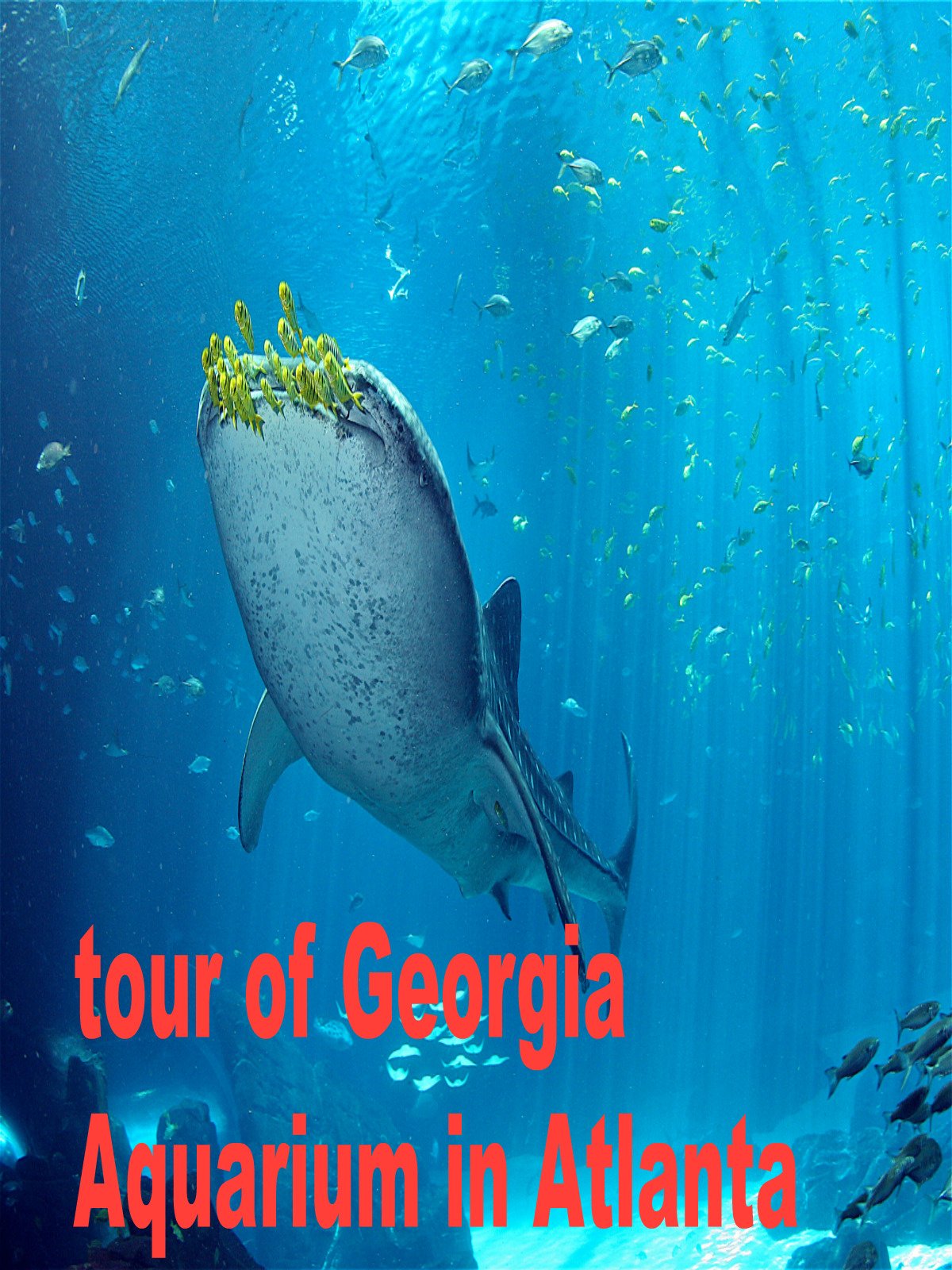 Watch tour of Aquarium in Atlanta travel destinations