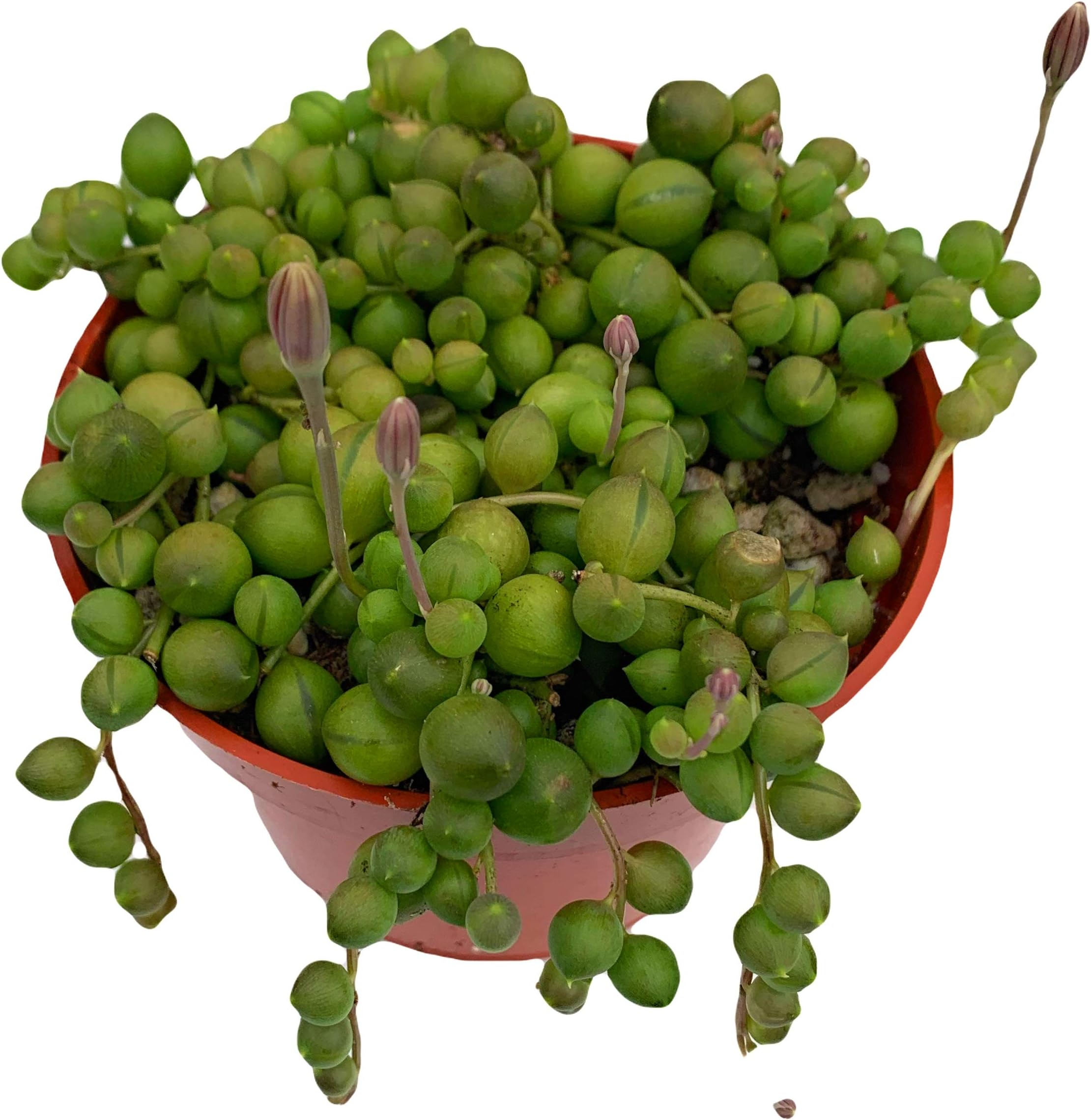 Senecio String of Pearls - 4 inch