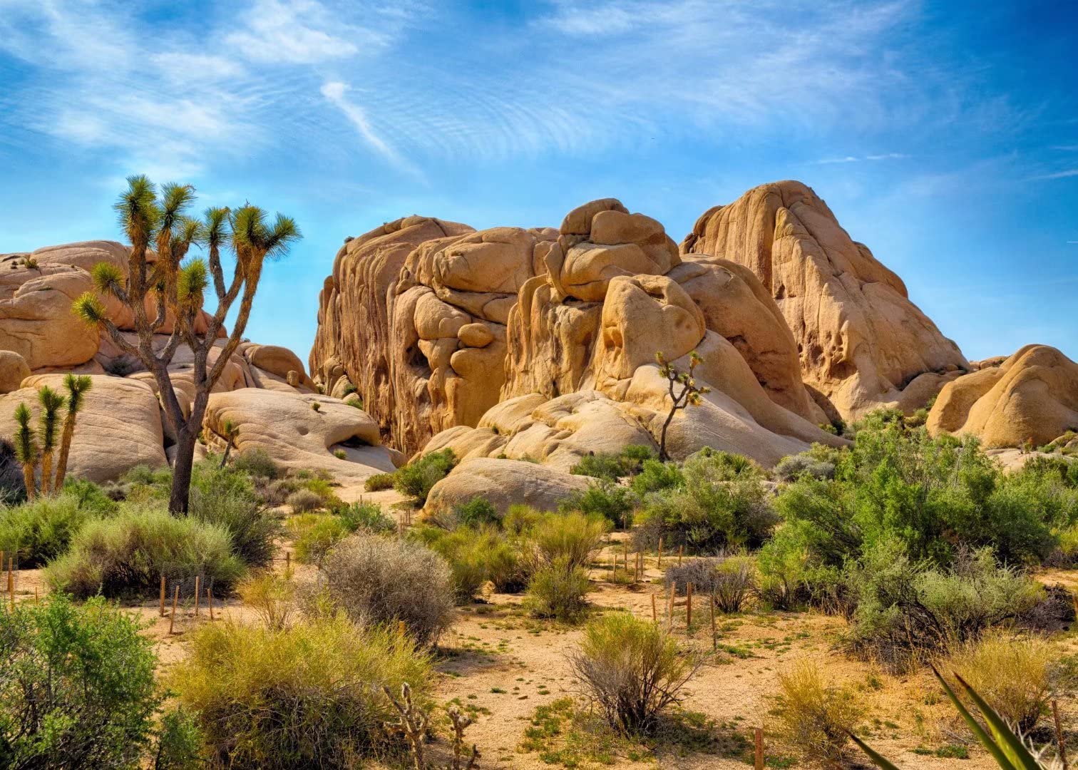 BELECO 2.1x1.5m Fabric Desert Backdrop Joshua Tree National Park Photography Backdrop Odd Trees Rocky Mountains Natural Scenery Holiday Background Hiking Camping Pictures Home Decor Photo Studio