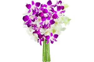 KaBloom PRIME NEXT DAY DELIVERY - Fall Collection - Exotic Opal Orchid Bouquet of Purple and White Orchids from Thailand|Gift for Birthday, Thank You, Valentine, Mother’s Day Fresh Flowers