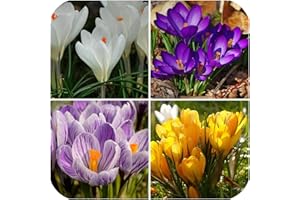 100 Crocus Mix Purple/Yellow/Blue/White Age Labeled Bulbs: Only Seeds:Package Contatins Seeds