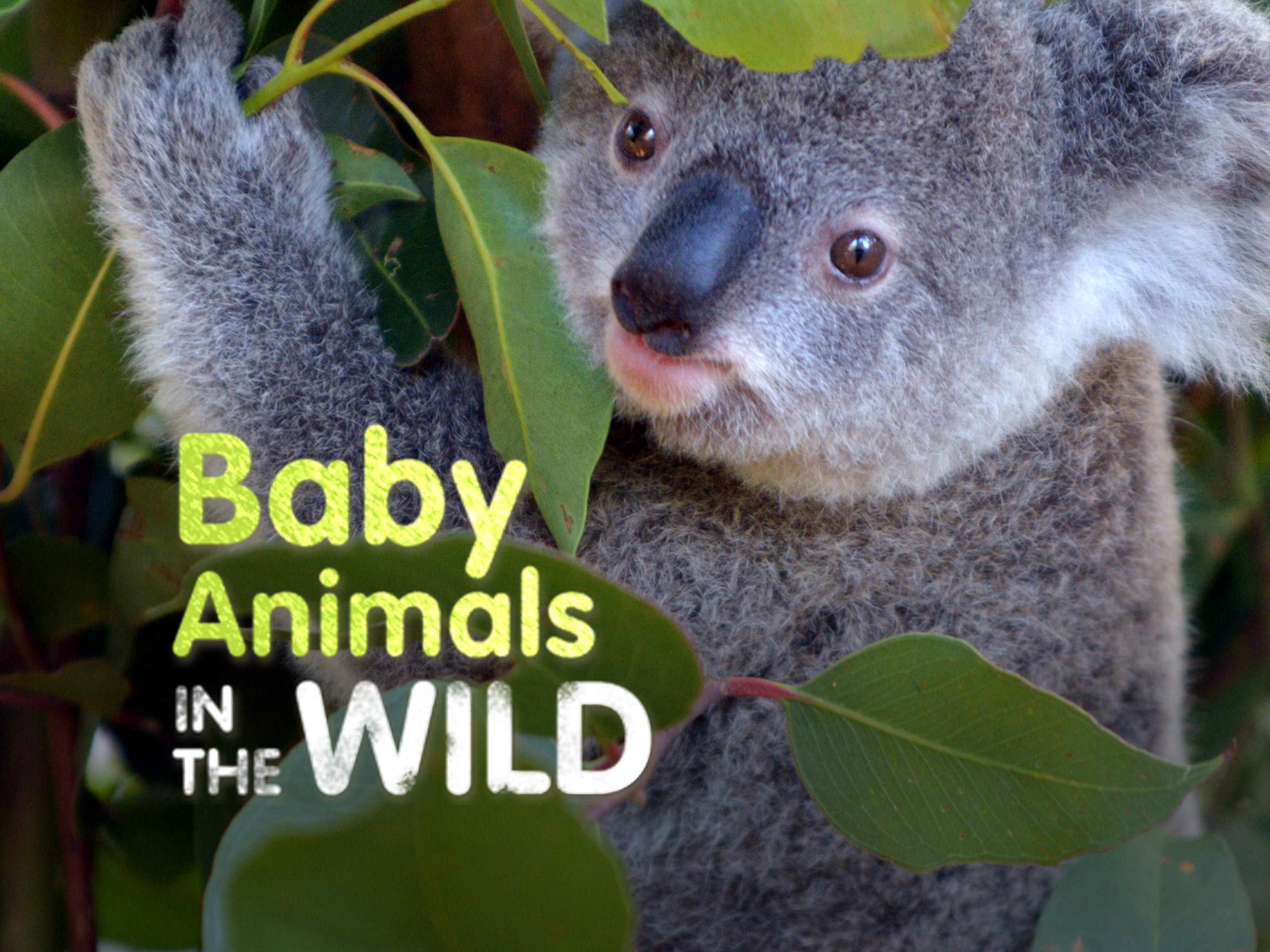 Watch Baby Animals In The Wild Season 1 Prime Video