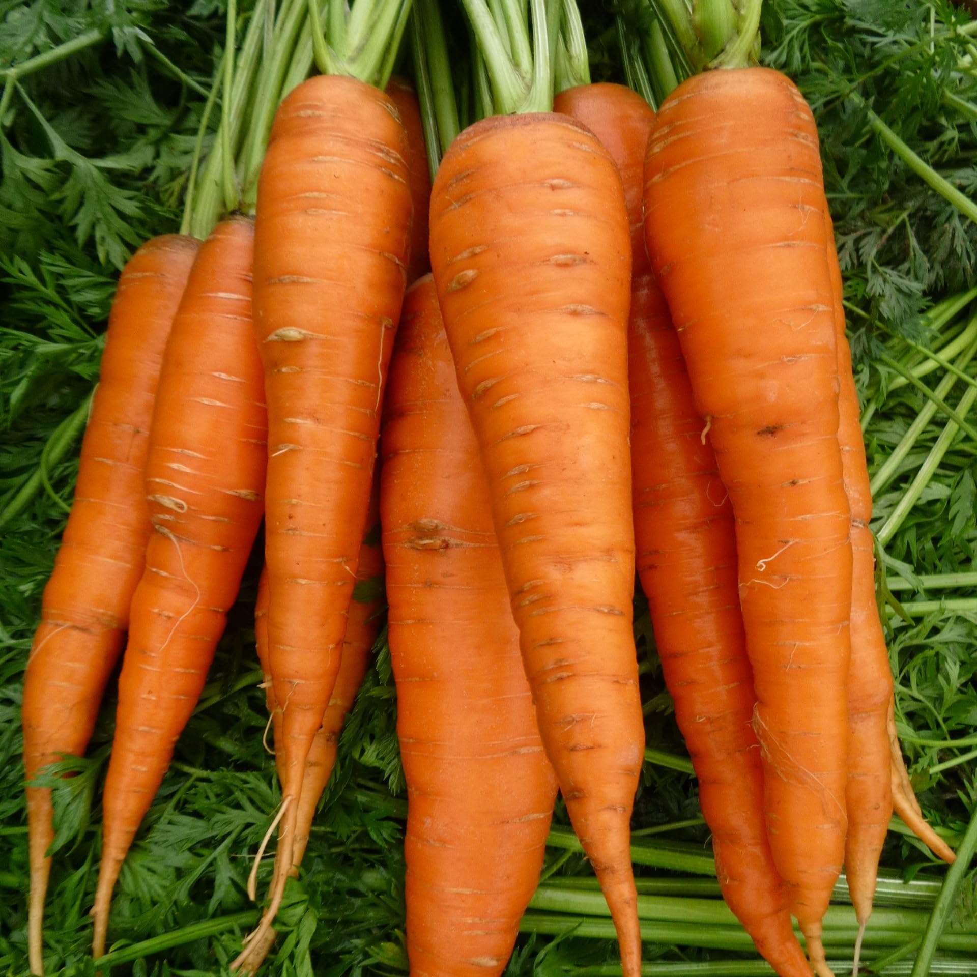 PREMIER SEEDS DIRECT- Organic Autumn King 2 Carrot Seeds, Approx 3600 Seeds