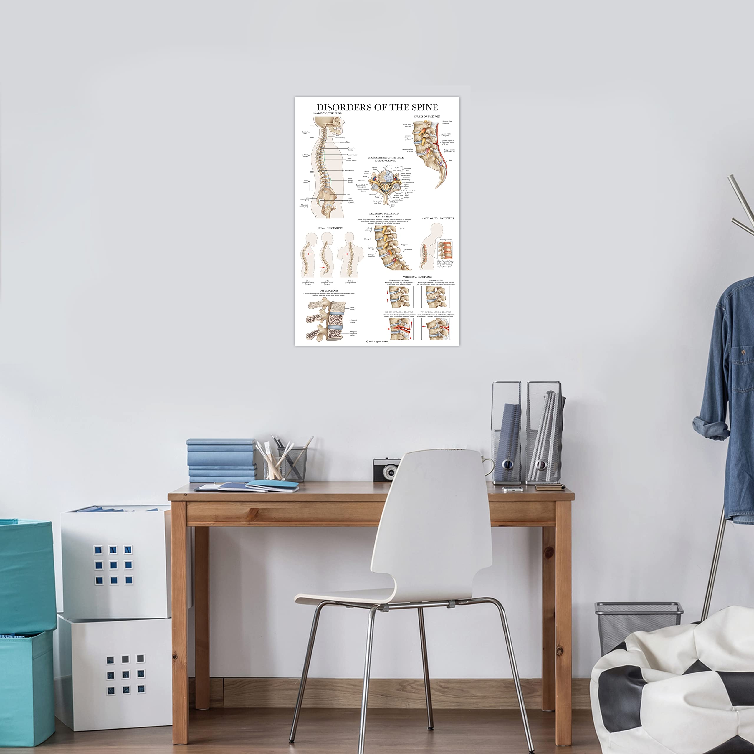 Mua 2 Pack: Spinal and Cranial Nerves + Disorders of the Spine Poster ...
