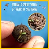 Seedball Bee Mix Wildflower Seed Bombs Pack of 3, 18 Balls UK Native view 6