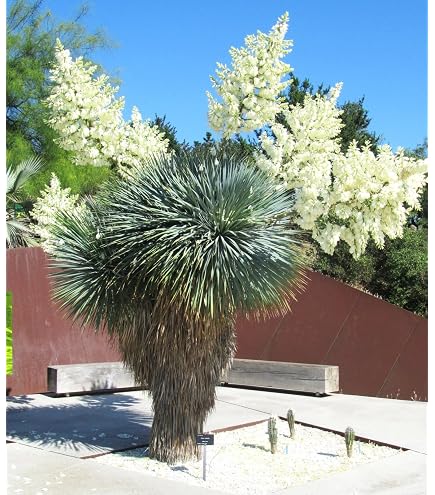 Amazon.com : Silver Yucca - Live Plant in a 1 Gallon Growers Pot