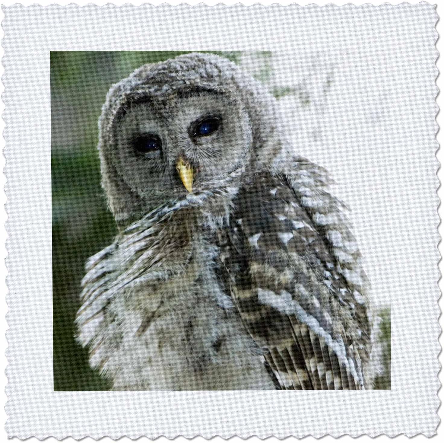 Amazon 3drose Danita Delimont フクロウ ジュヴェニールバードフクロウ スタンレーパーク ブリティッシュコロンビア Cn02 Pcl0187 ポール コランジェロ キルトスクエア 10x10 Inch Quilt Square Qs 1 枕カバー ピローケース オンライン通販