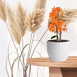 PROFIKLA Plastic Plant Pots Set 20cm 18cm 16cm with Drainage Holes Saucers White view 6