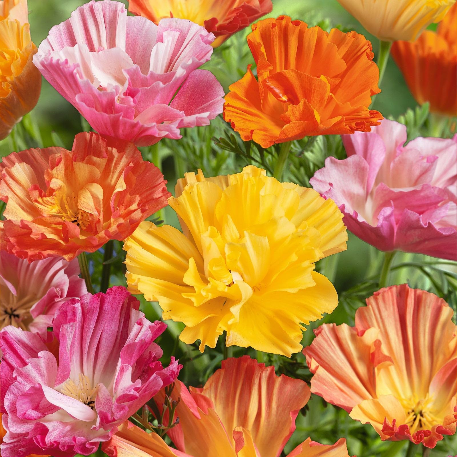 Eden Brothers California Poppy Seeds - Ballerina Mix