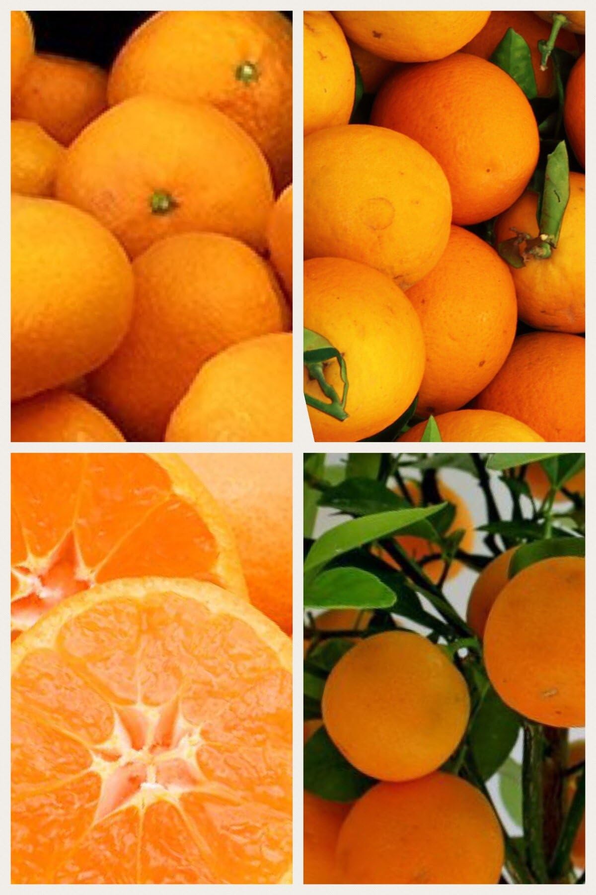 Homegrown Orange Seeds, 20, Clementine Mandarin