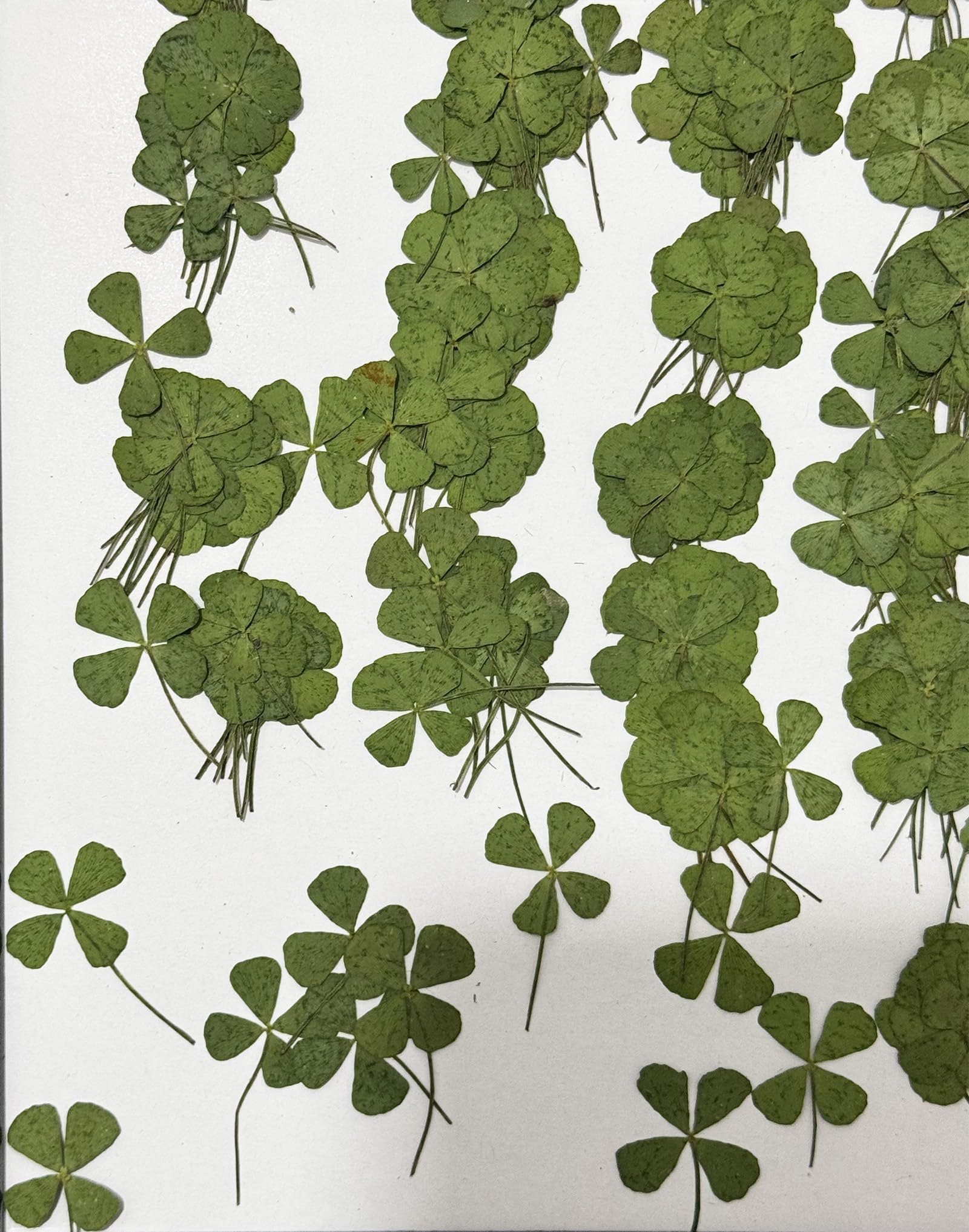 Photo 1 of 24 pcs Mini Four Leaf Clover Real Pressed Dried Flowers for Resin DIY Craft Art Floral Decors - (Size Around 1-2cm)