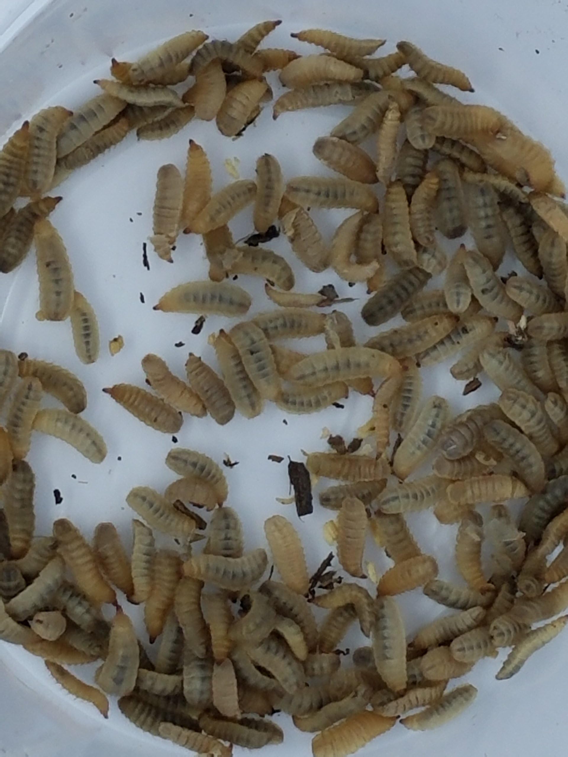 BSF Larvae QTY 500 (1/2" - 3/4")