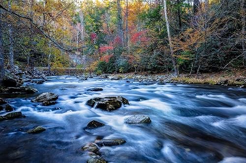 Picture of Fall Colors in Smoky Mountains Tennessee Tree Photography Art Print