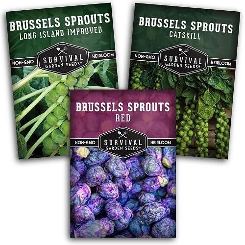 Brussels Sprouts Seeds 3 Variety Pack for Planting | Red, Catskill ...