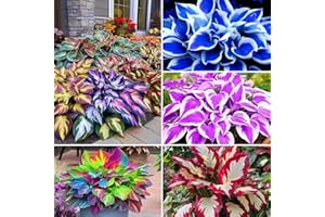 BUGGYBEDS 300PCS Hosta Seeds – Shade-Loving Perennial Foliage Plant – Ideal for Shady Gardens, Borders & Ground Cover Landscaping