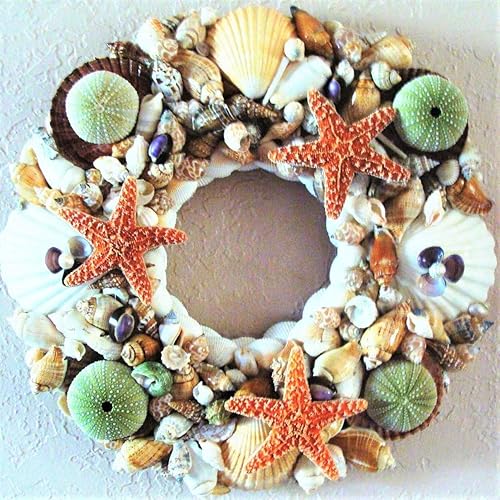 Amazon Com 16 Sea Shell Wreath With Green Sea Urchins Sugar
