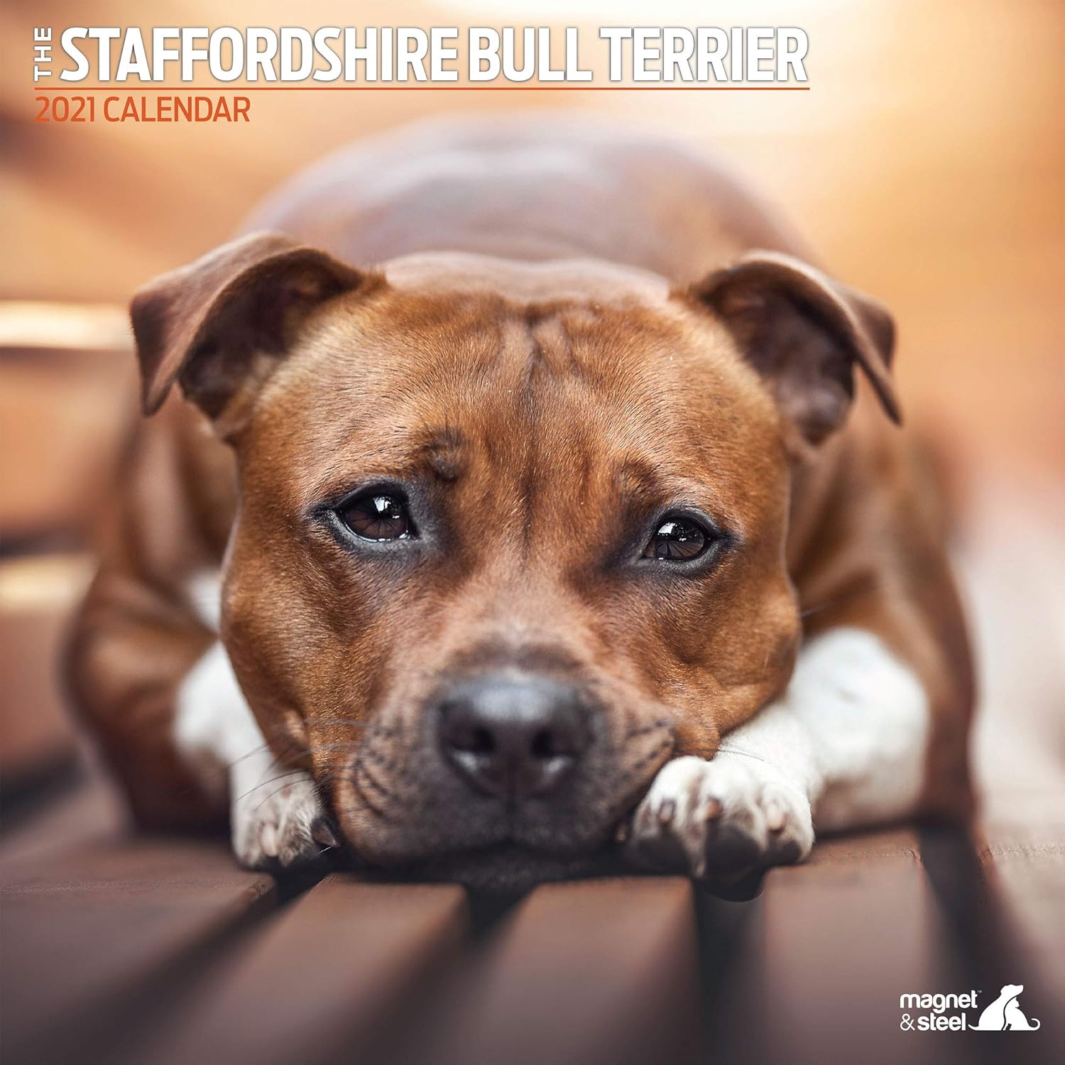 staffy intelligence