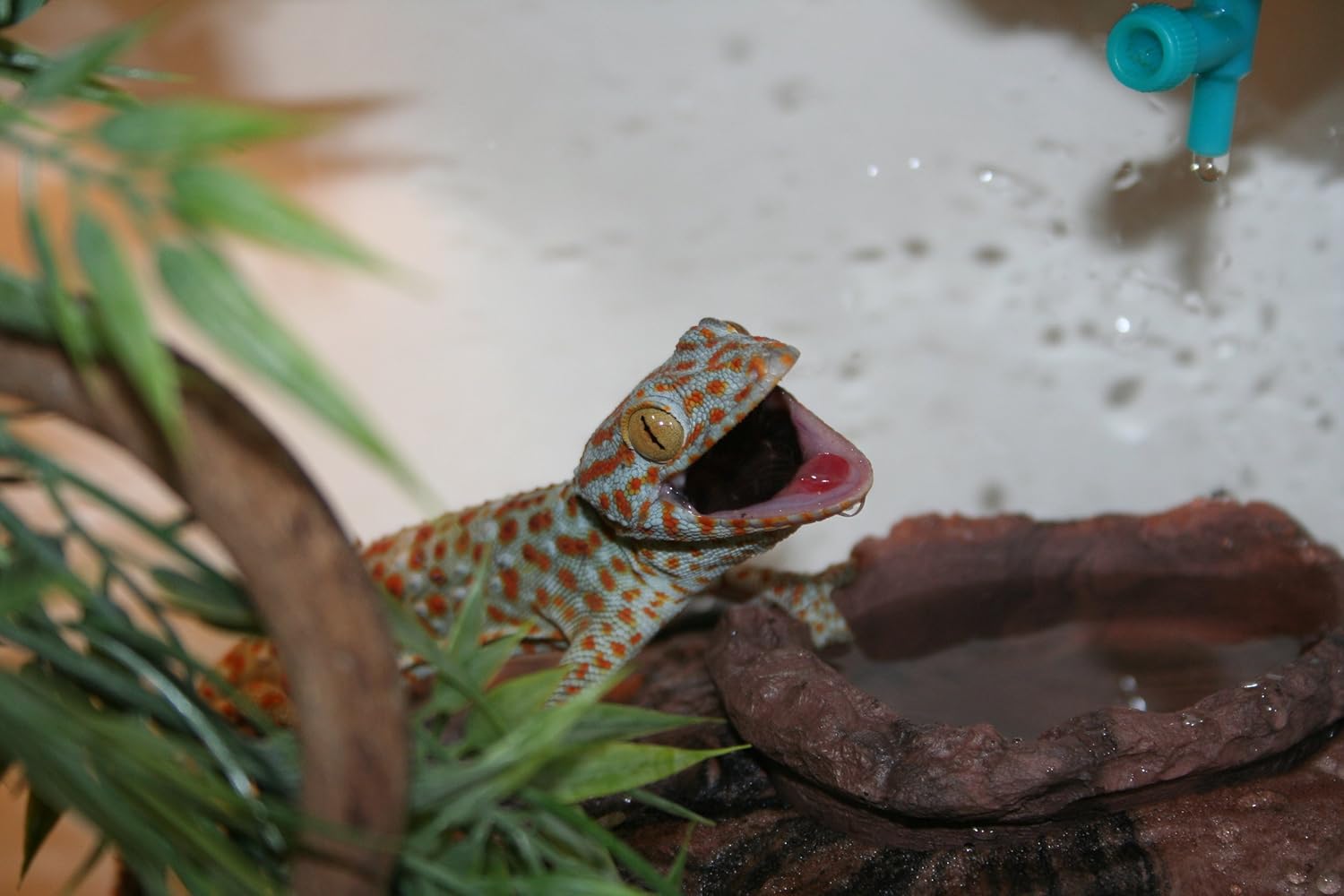 lizard water dripper