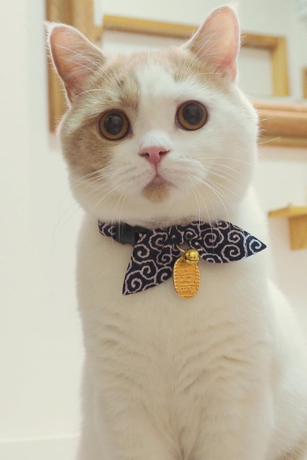 necoichi cat collar