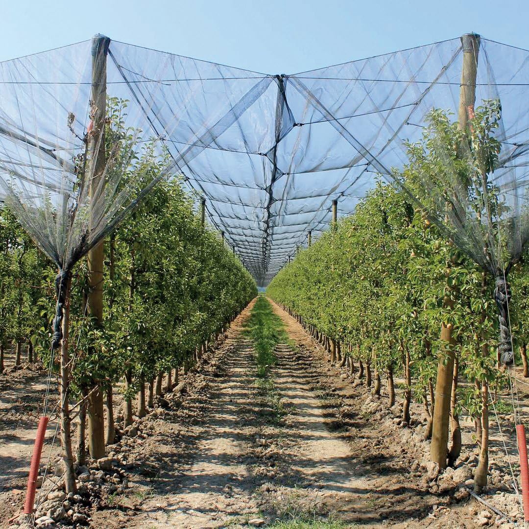 Verdemax 6767 Filet de Protection Contre la grêle 2 x 20 m Amazon.fr Jardin