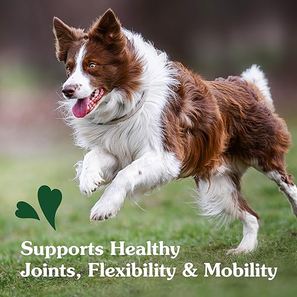 GREENIES SUPPLEMENTS HIP AND JOINT SUPPLEMENTS FOR DOGS, WITH CHONDROITIN & GLUCOSAMINE FOR DOGS, CHICKEN FLAVOR, 16.2 OZ. CONTAINER, 80 COUNT