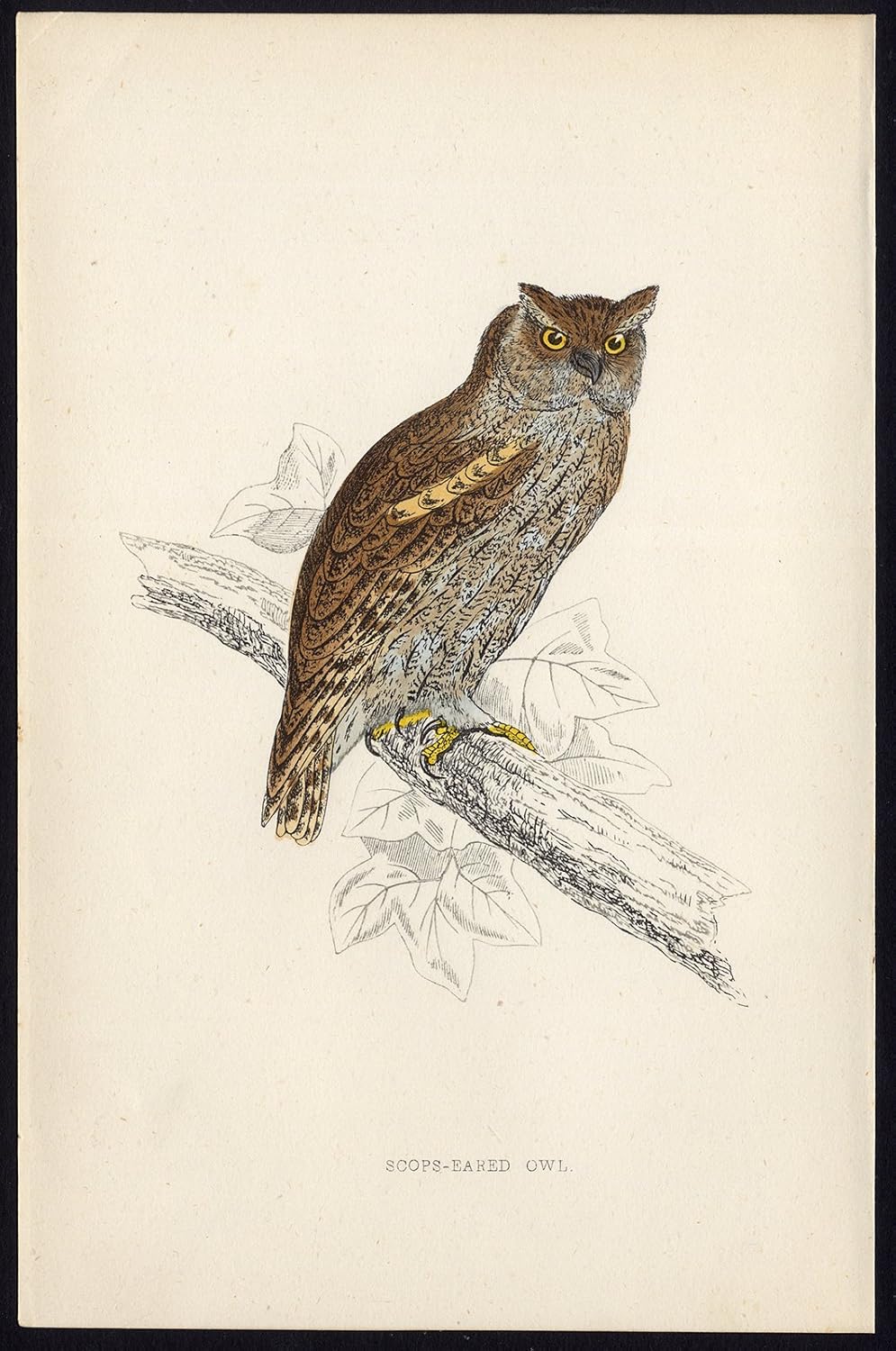 Amazon Com Antique Print European Scops Owl Otus Scops Bird Of Prey Morris 1850 Posters Prints