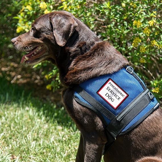 psychiatric assistance dog