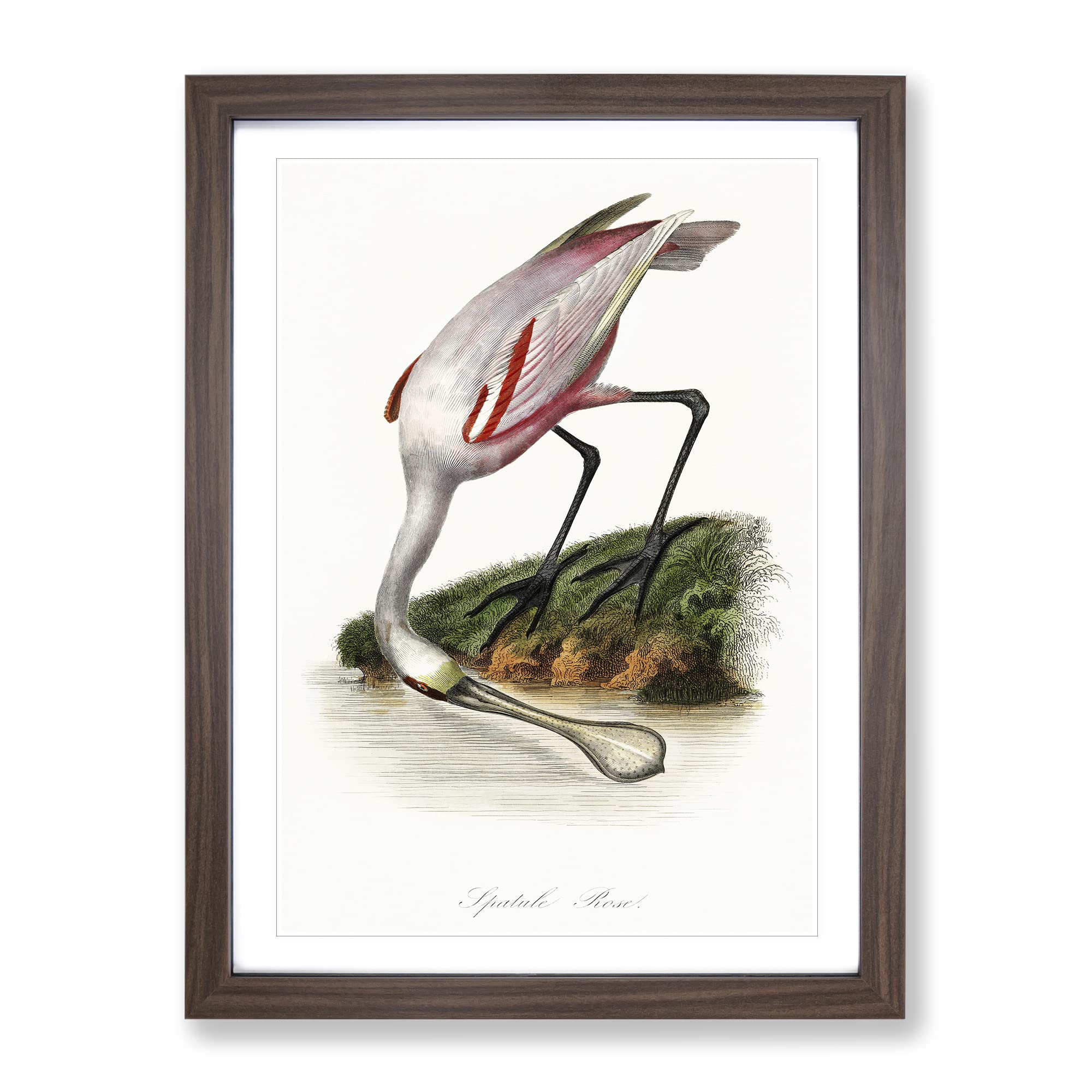 Roseate Spoonbill Bird Vintage Framed Wall Art Print, Ready to Hang Picture for Living Room Bedroom Home Office Décor, Walnut A3 (34 x 46 cm)