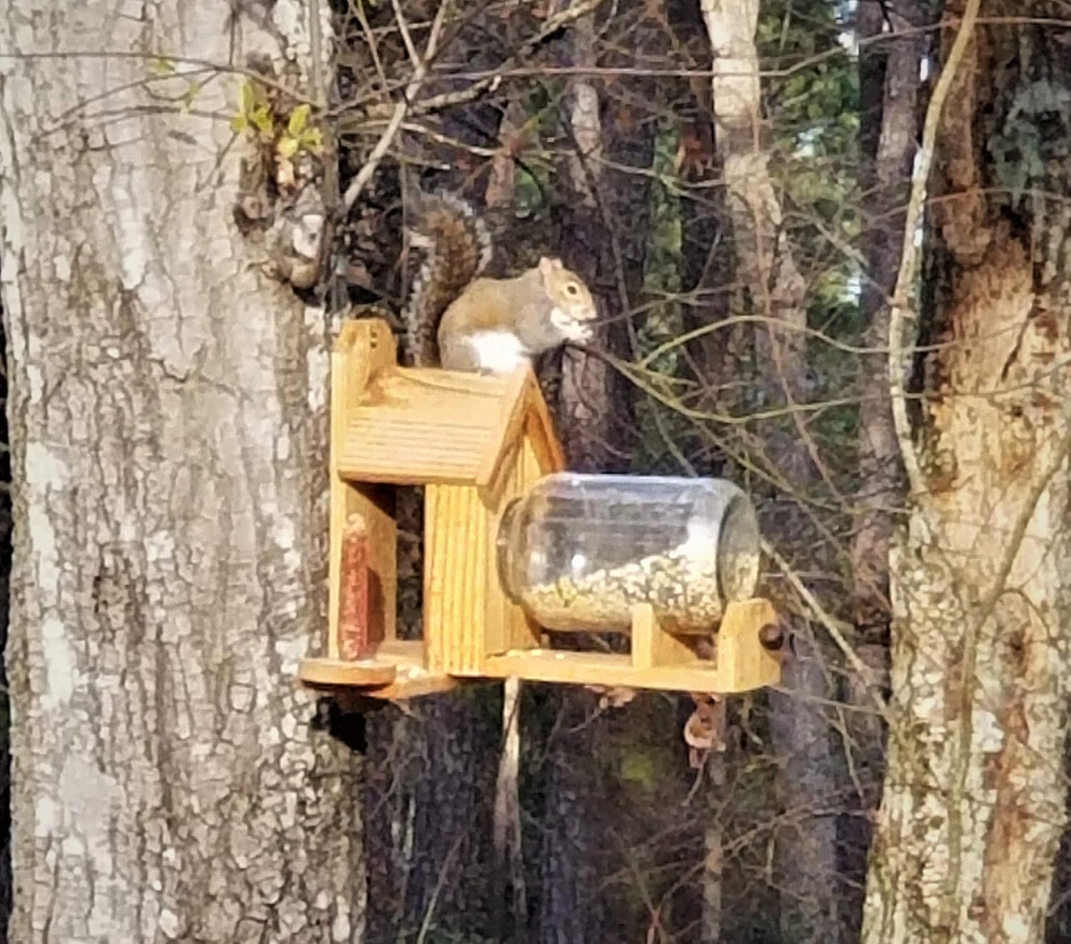 Amazon Com Cedar Squirrel Feeder W Optional Dual Corn Holder